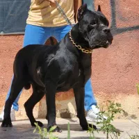 کن کورسو سگ گارد فرمان پذیر توله های گرید یک|سگ|تهران, سازمان برنامه جنوبی|دیوار