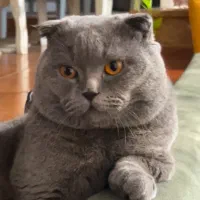 اسکاتیش فولد بلو