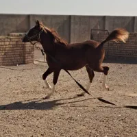 اسب|اسب و تجهیزات اسبسواری|اسفرورین, |دیوار