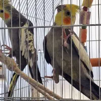 عروس هلندی مرواریدی سیامون|پرنده|چناران, |دیوار