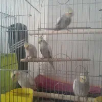 عروس هلندی