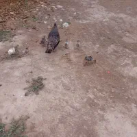 بوقلمون باجوجه