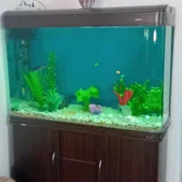 آکوریوم وماهی|ماهی|ورامین, ورامین|دیوار