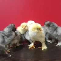 جوجه برهما اصیل