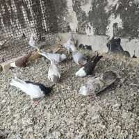 عکس مشخصه همه چی هست