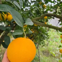 فروش عمده لیمو،یافا،تامسون|عمدهفروشی|جویبار, |دیوار