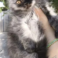 توله گربه نژاددار|گربه|شیراز, تندگویان|دیوار