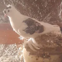 گلی پرپا عتیقه