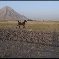 کره نریان|اسب و تجهیزات اسبسواری|صحنه, |دیوار