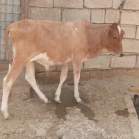 گاو دو راس گوساله نر چاق در شادگان
