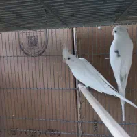 فروش ۵جفت عروس هلندی البیتو خاص تکخال|پرنده|شهرکرد, |دیوار