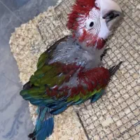 جوجه کاسکو،کاکادو،آرا،ماکائو،ملوکان تخفیف پاییزه