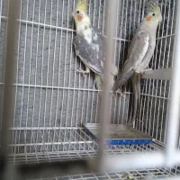 عروس هلندی، گرینچیک، فنچ، کوتوله|پرنده|زابل, |دیوار