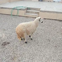 میش آبستن|حیوانات مزرعه|یزدان شهر, |دیوار