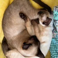 گربه سیامی اصیل