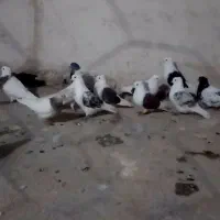 ۱۲عدد غریب مشهد