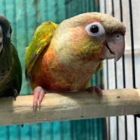 طوطی گرینچیک در انواع سایز و رنگ|پرنده|قائم‌شهر, |دیوار