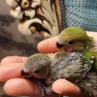 جفت کوتوله با جوجه با قفس