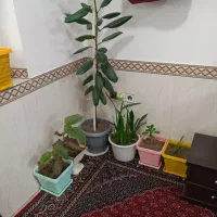 فروش گل|گل و گیاه طبیعی|دهگلان, |دیوار