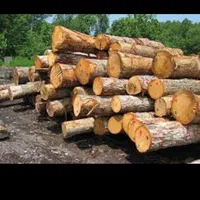 خرید چوب|خدمات باغبانی و درختکاری|خرمآباد, |دیوار