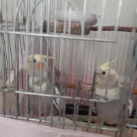 عروس هلندی