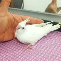 جوجه عروس هلندی البینو