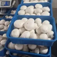 قارچ خوراکی ارگانیک|حراج|هشتگرد, شهرک ولیعصر (مصلی)|دیوار