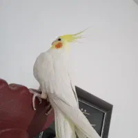 جفت عروس هلندی مولد