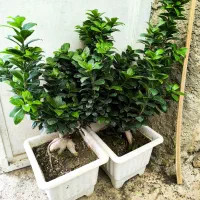 گل و کاکتوس|گل و گیاه طبیعی|نورآباد ممسنی, |دیوار