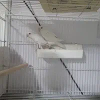 طوطی برزیلی نورآباد ممسنی