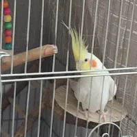 عروس هلندی نر|پرنده|کرج, دهقان ویلا|دیوار