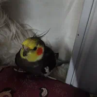عروس گمشده