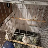 عروس هلندی مولد بایک جوجه