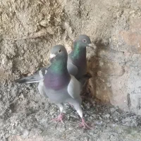 کبوتر آلمانی