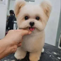 شیرانین ریزتترین نژااد دنیا