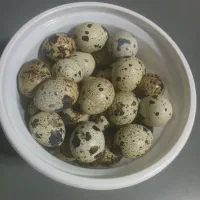 تخم نطفه دار بلدرچین
