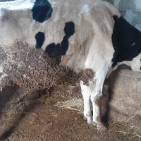 گاو ابستن|حیوانات مزرعه|شیروان (خراسان), |دیوار