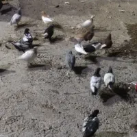 رنگی برای پروندن|پرنده|بهبهان, |دیوار