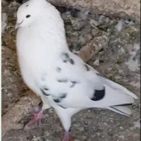 نر سفیدخالسیاه