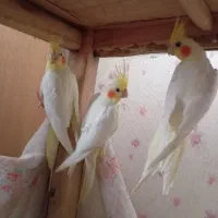 فروش طوطی عروس