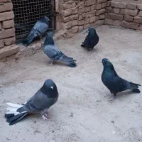 کبوتر پر|پرنده|فرخشهر, |دیوار