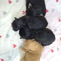 توله پامر اشپیتز|سگ|شیراز, داریون|دیوار