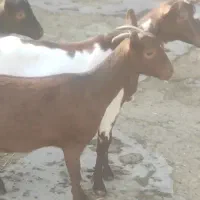 بز های سانن الپاین ماده|حیوانات مزرعه|خسروشاه, |دیوار