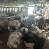 بره|حیوانات مزرعه|فارسان, |دیوار