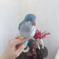 طوطی راهب سخنگو یکساله با قفس