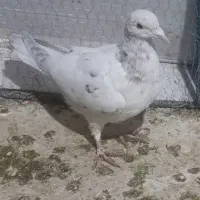 هفت رنگ|پرنده|سبزوار, میدان بار|دیوار