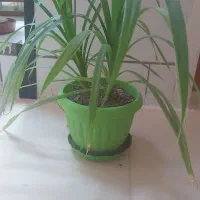 گل طبیعی|گل و گیاه طبیعی|فسا, |دیوار