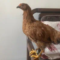 نیمچه مرغ یا خروس گلپایگان
