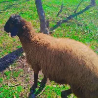 نر بره افشار درجه یک