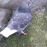 غریب|پرنده|خمام, |دیوار